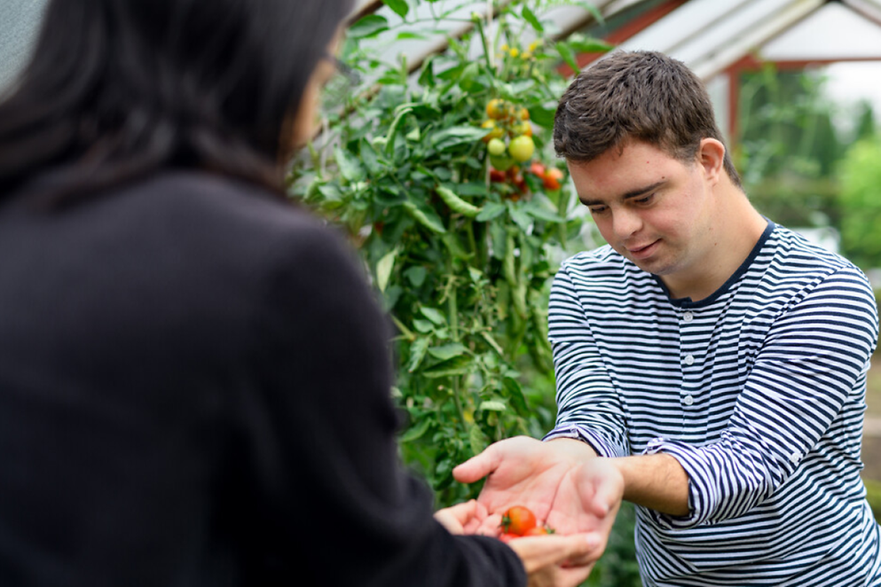 Ein Junge mit Down-Syndrom übergibt Tomaten in einem Gewächshaus an eine Frau
